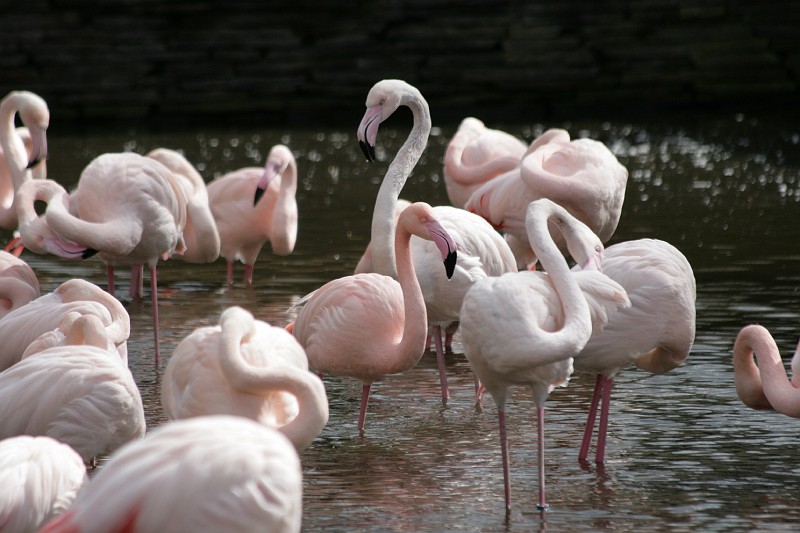 Fotoclubje Blijdorp 2008-58.jpg